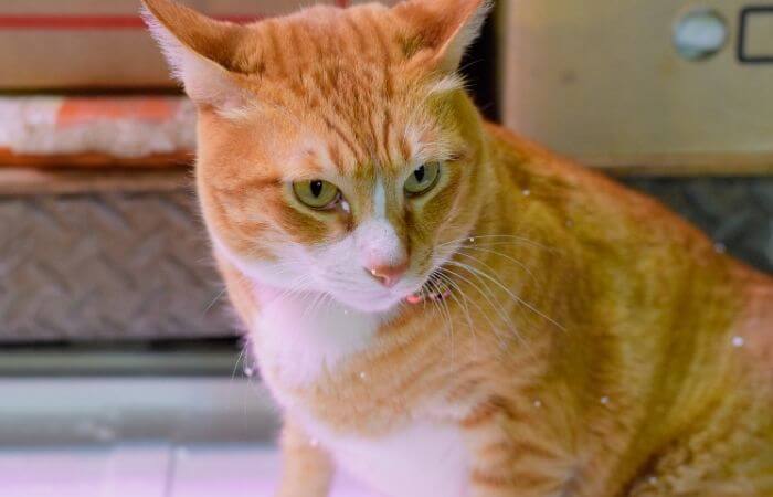 ginger cat with a small amount of dandruff