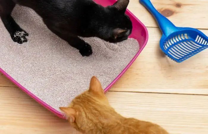 cats may become territorial about their litter box if a new cat is introduced