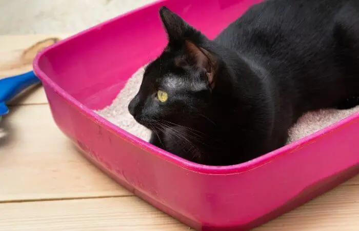 cat laying in cat litter
