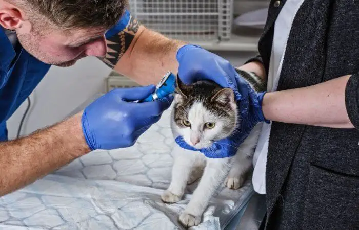 cat being treated by vet for ear mites