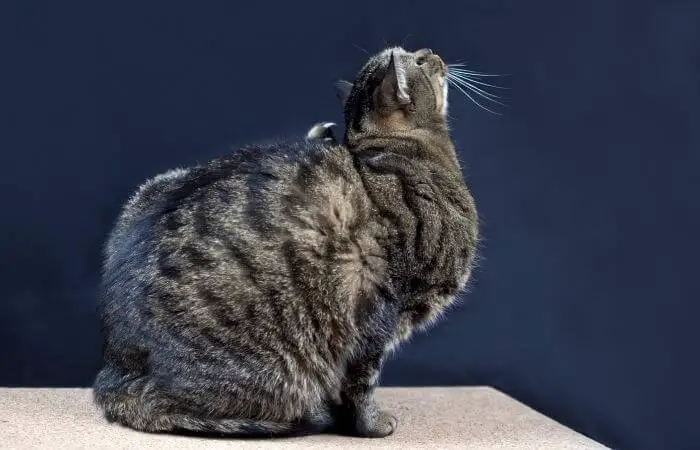 cat scratching itself due to fur mites