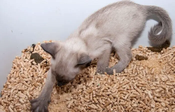 kitten playing in litter box