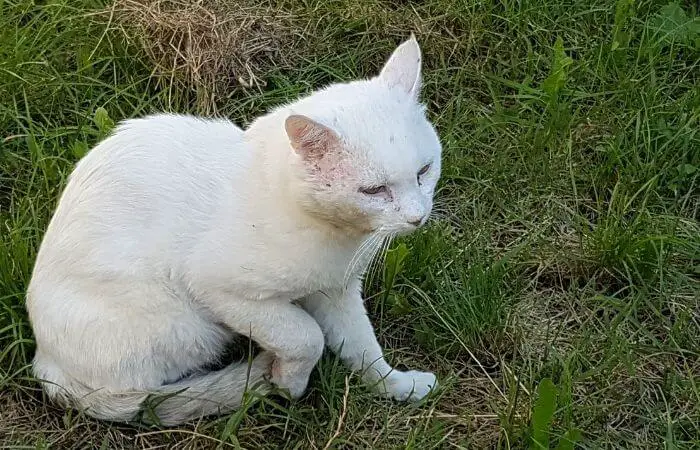 white cat with scabies