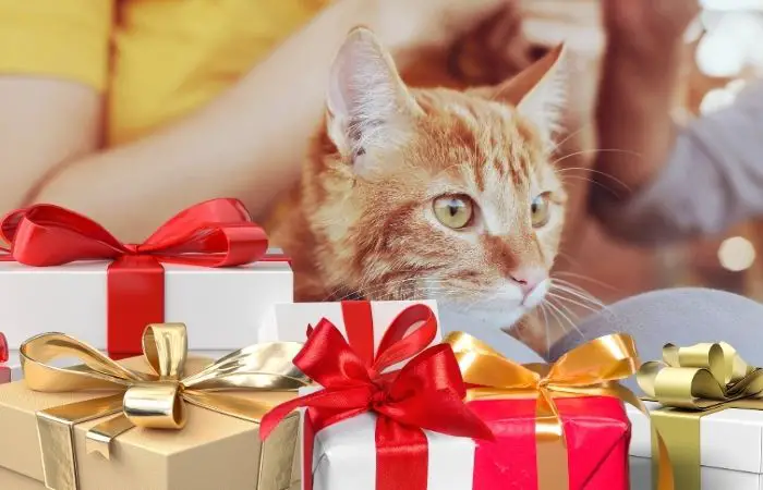 best gifts for cat lovers