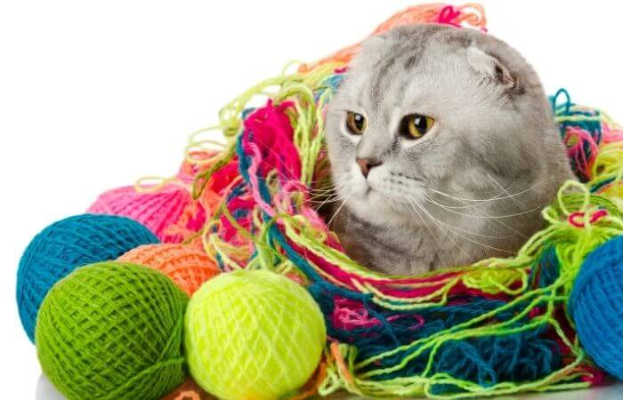 cat covered in balls of wool