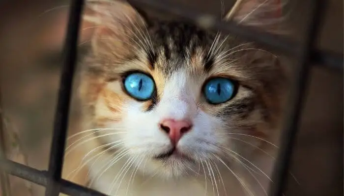 cat eye colours explained