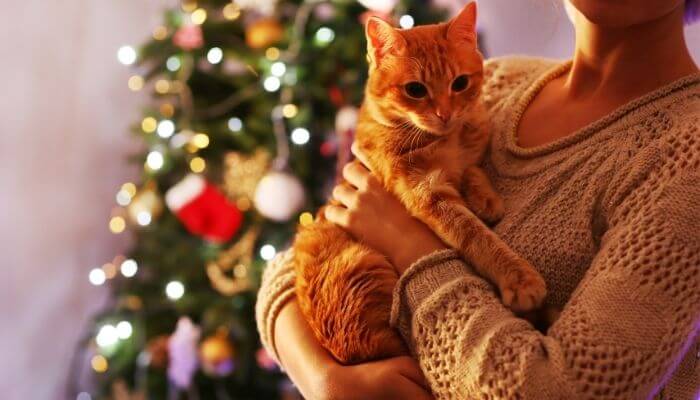 cat held in front of christmas tree