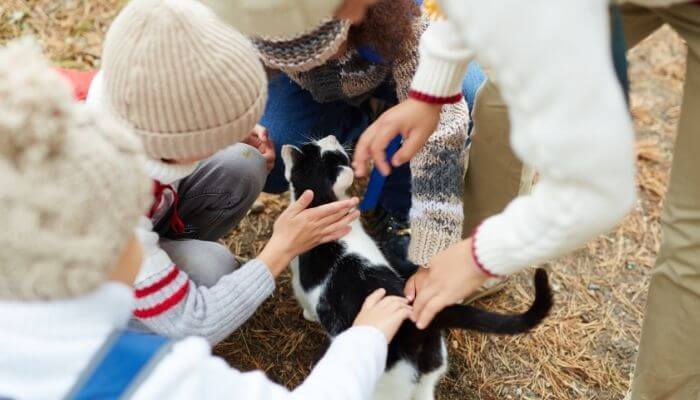 people petting a cat