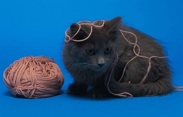 cat playing with string
