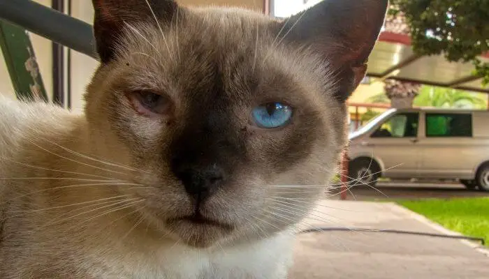 cat-with-eye-infection