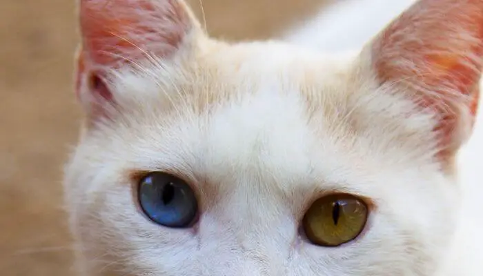 cat with odd coloured iris