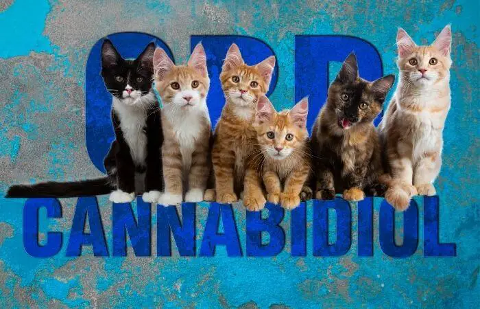 cats and cannabidiol