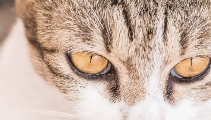copper eyed cat