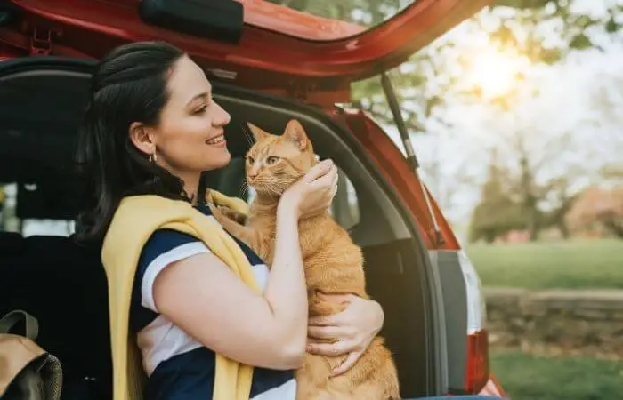 go on short journeys in the car with your cat