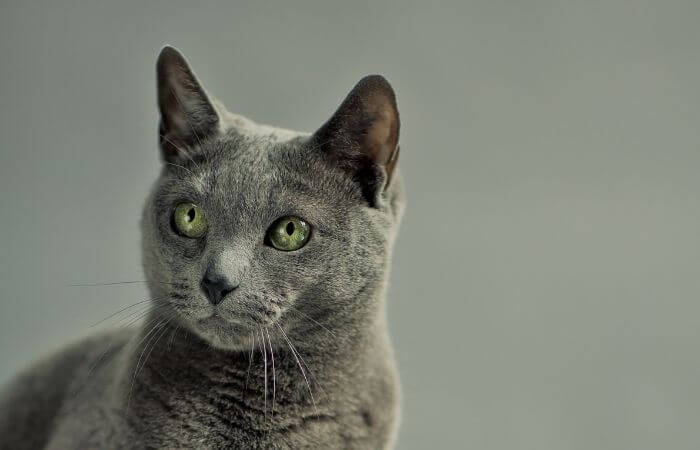 green eyed russian blue