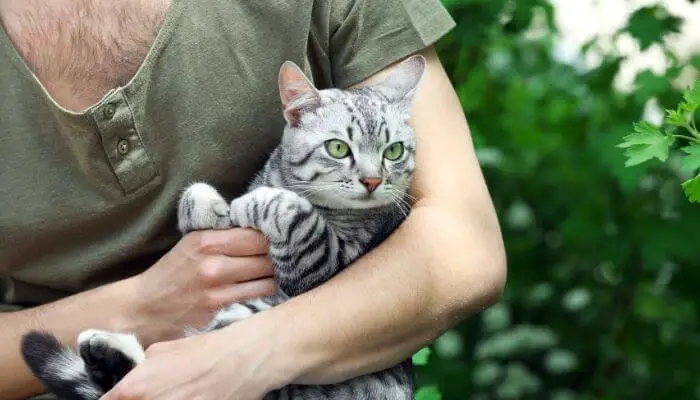 hairy chested man holding cat
