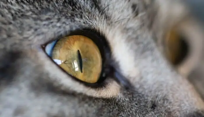 hazel cat eye