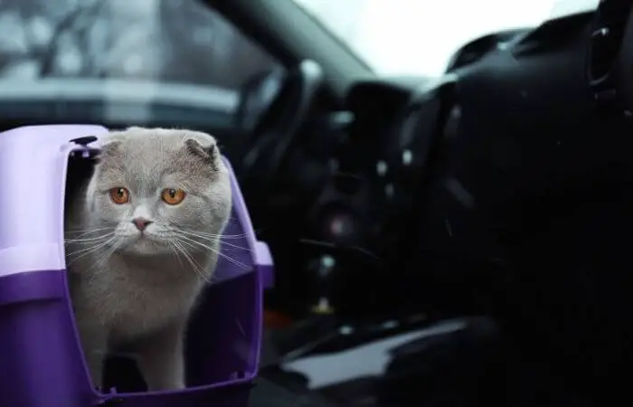 how to keep a cat calm in car