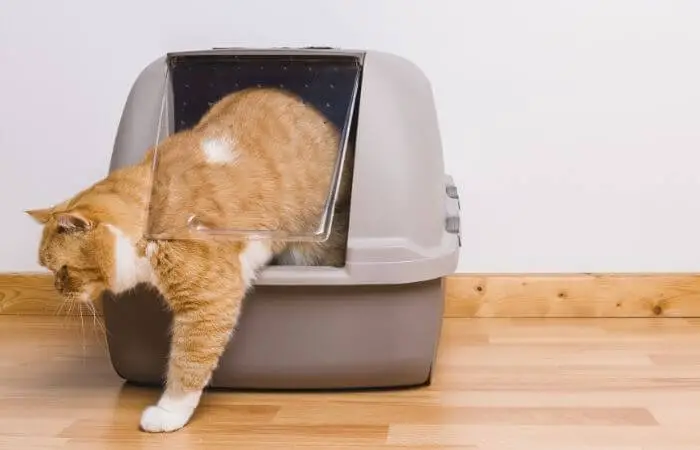 how to stop cat litter tracking