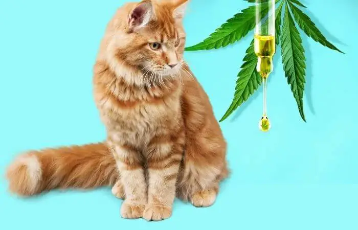 is cbd good for cats
