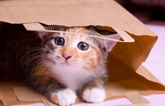 kitten in paper bag