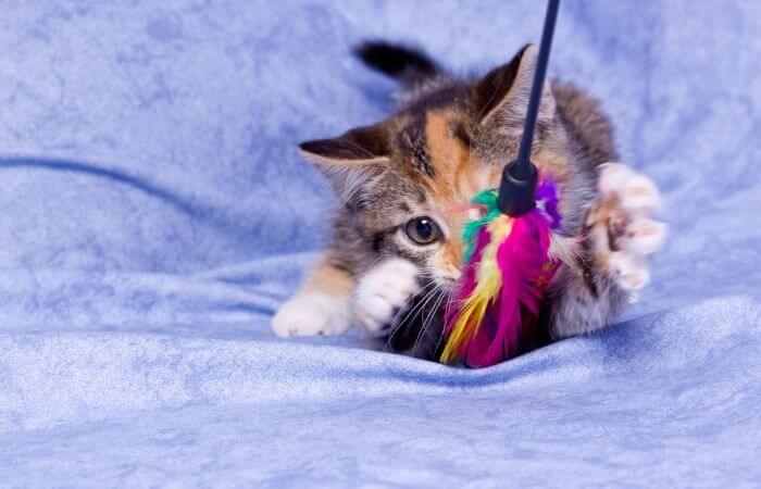 kitten playing with feather toy