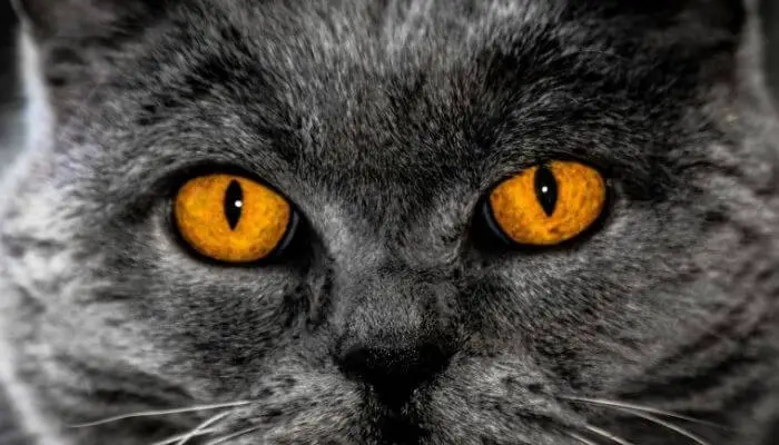 orange eyed cat