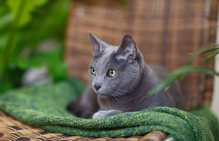 russian blue cat breed