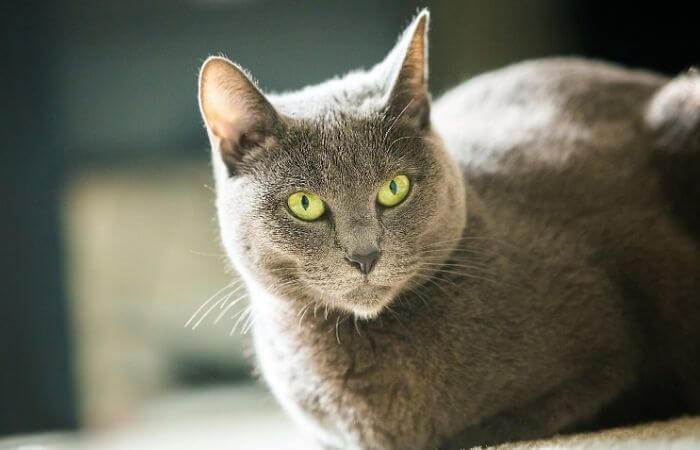 russian blue cat with green eyes