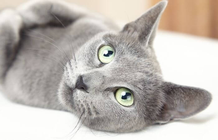 a russian blue cat