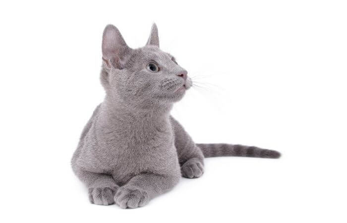 russian blue kitten