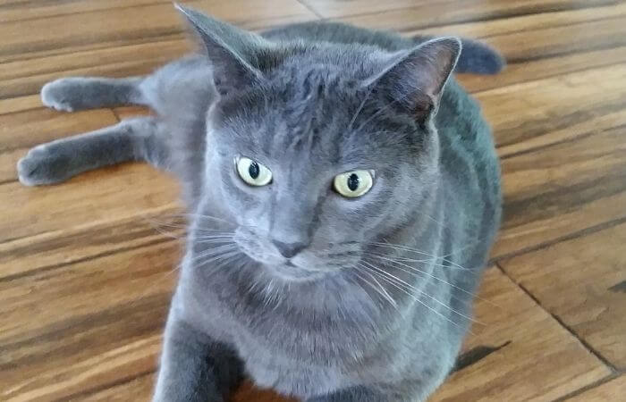 a russian blue