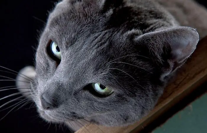 russian blue cat