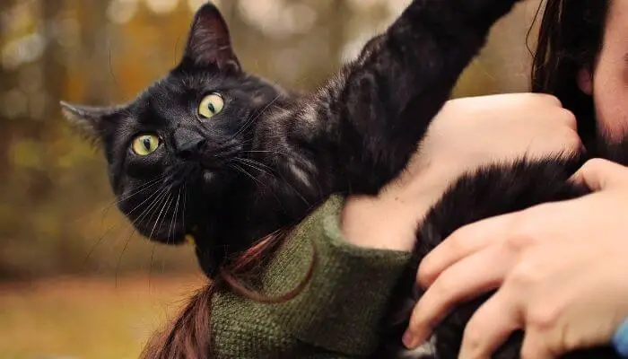 scared looking cat in persons arms