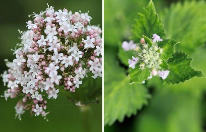 valerian and catnip