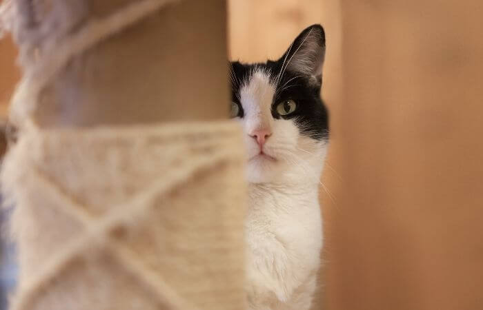 valerian can be used to encourage cats to use new scratching posts