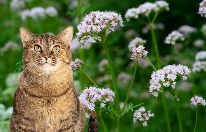 valerian for cats