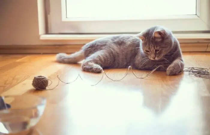 why do cats like string