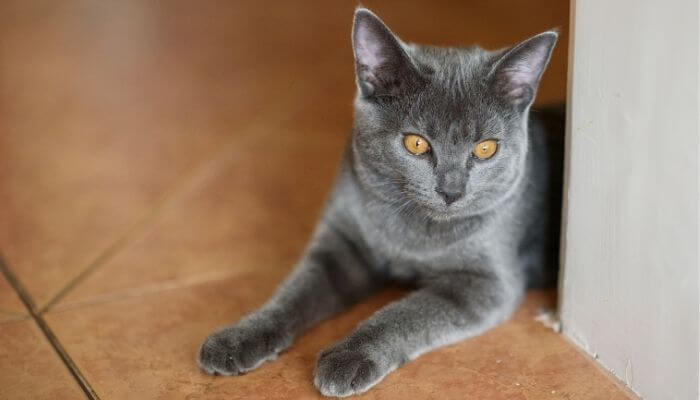 Chartreux adolescent