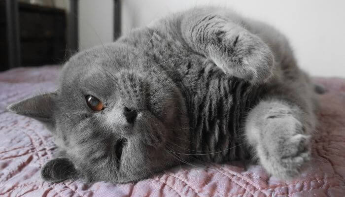 Chartreux cat lying down