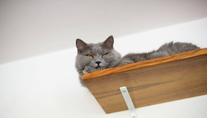 Chartreux cat lying on shelf