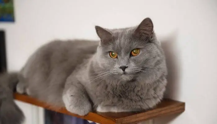Chartreux cat on shelf