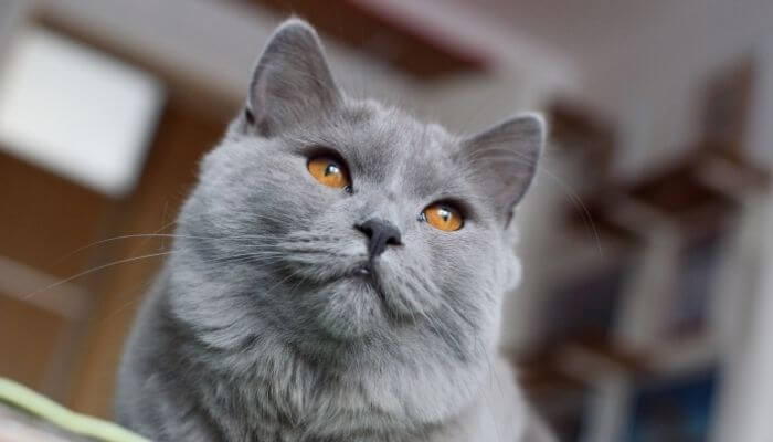 Chartreux close up