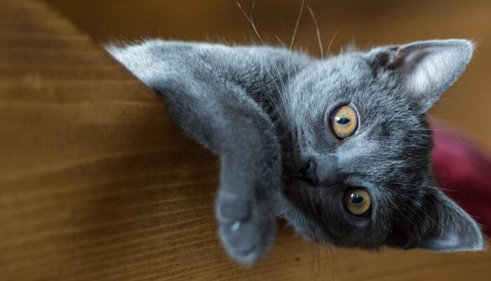 Chartreux kitten