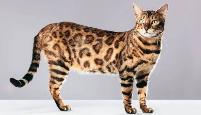 a bengal cat
