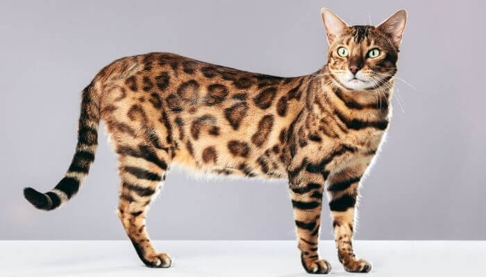 Bengal cat