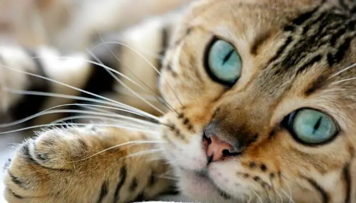 bengal cat close up
