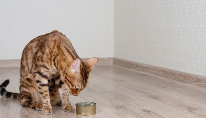 bengal cat looking at tin