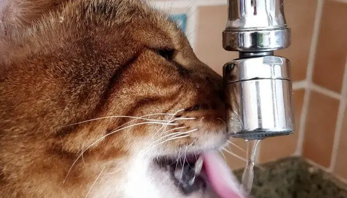 bengal drinking from tap