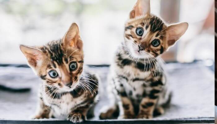 bengal kittens